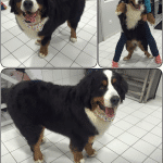 Καλλωπισμός μεγαλόσωμου σκυλιού